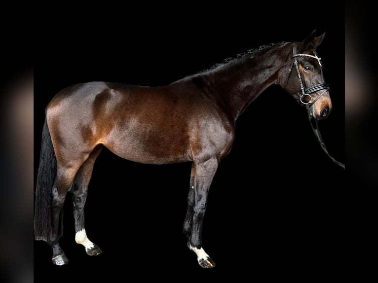 Hanoverian Mare 5 years 16,1 hh Brown in Stoetze