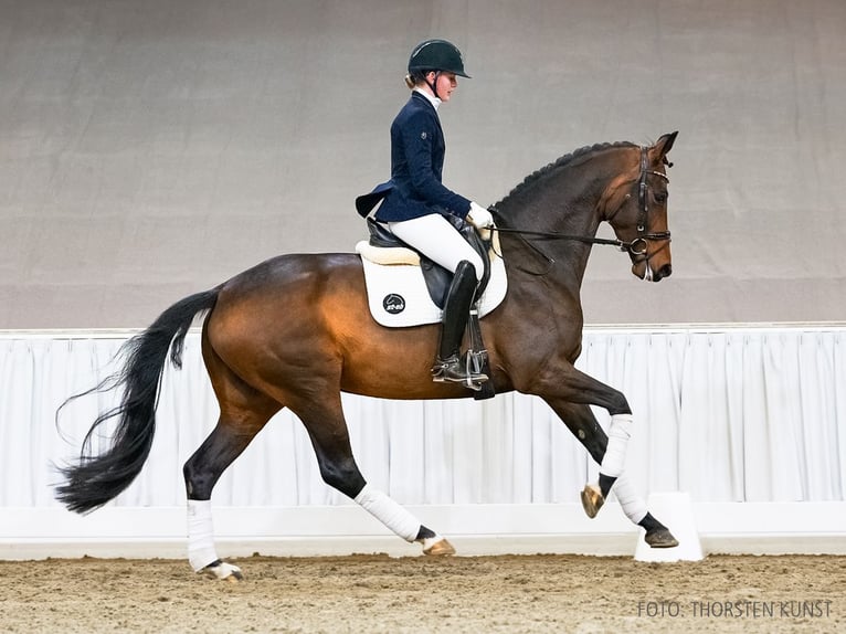 Hanoverian Mare 5 years 16,1 hh Brown in Verden