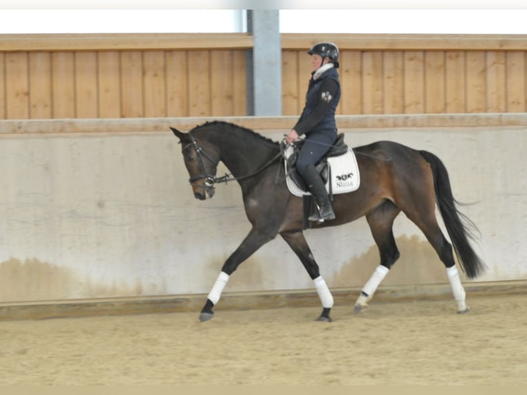 Hanoverian Mare 5 years 16,1 hh Brown in Wellheim