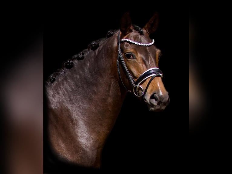 Hanoverian Mare 5 years 16,1 hh Brown in Westerstede