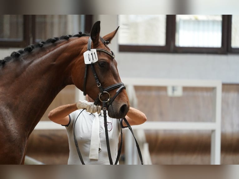 Hanoverian Mare 5 years 16,1 hh Brown in Coesfeld
