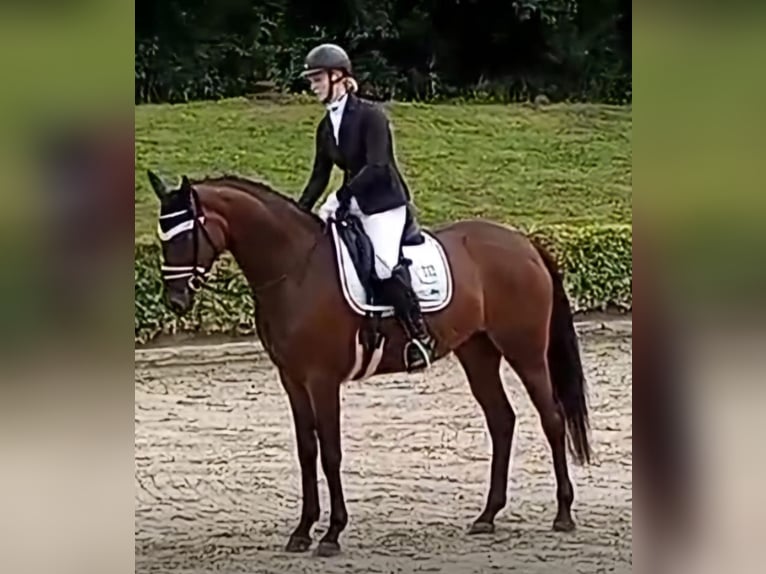 Hanoverian Mare 5 years 16,1 hh Brown in Coesfeld