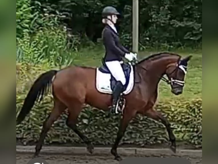 Hanoverian Mare 5 years 16,1 hh Brown in Coesfeld