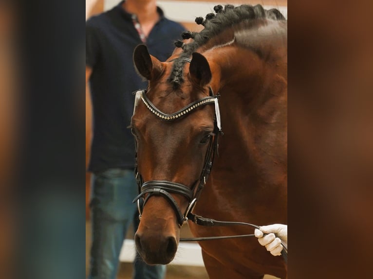 Hanoverian Mare 5 years 16,1 hh Brown in Coesfeld