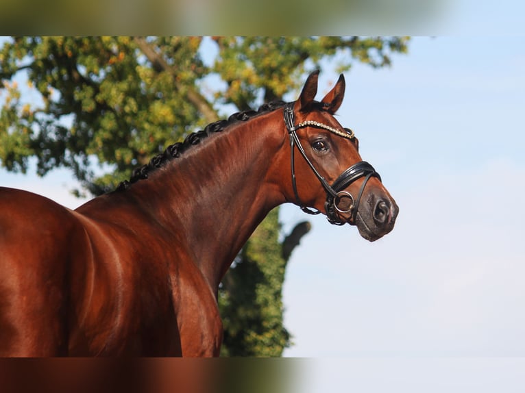 Hanoverian Mare 5 years 16,1 hh Brown in Lienen