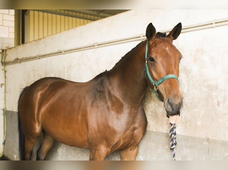 Hanoverian Mare 5 years 16,1 hh Brown-Light in Gleichen