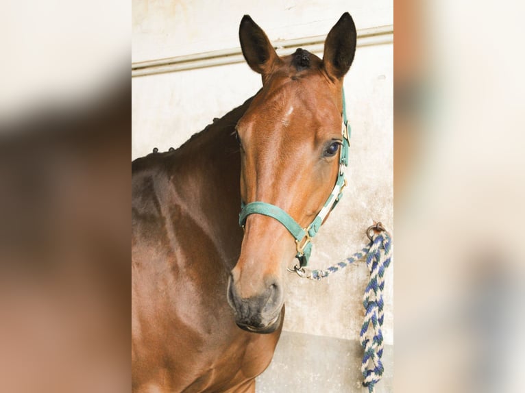 Hanoverian Mare 5 years 16,1 hh Brown-Light in Gleichen