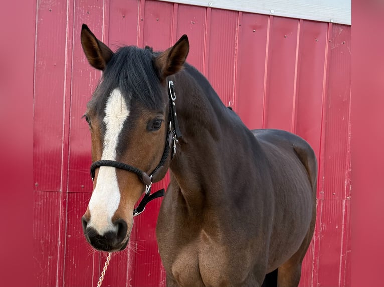 Hanoverian Mare 5 years 16,1 hh Brown in Loipersbach im Burgenland