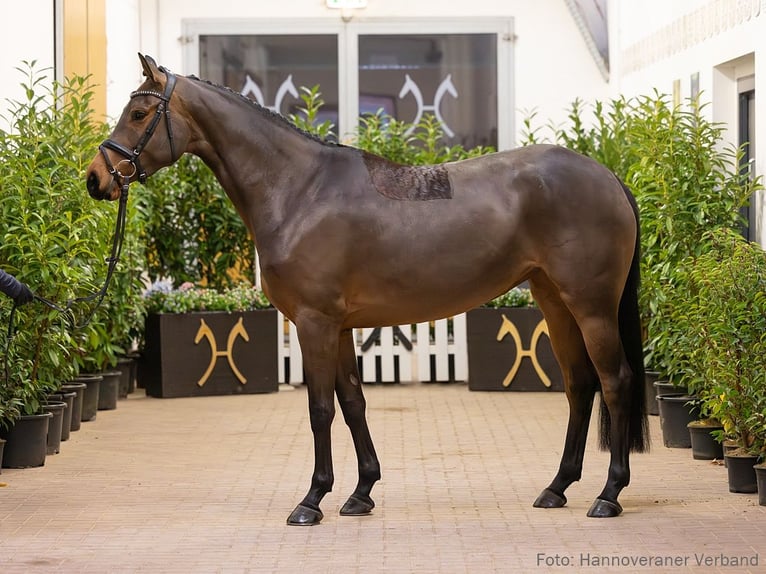 Hanoverian Mare 5 years 16,1 hh Brown in Verden