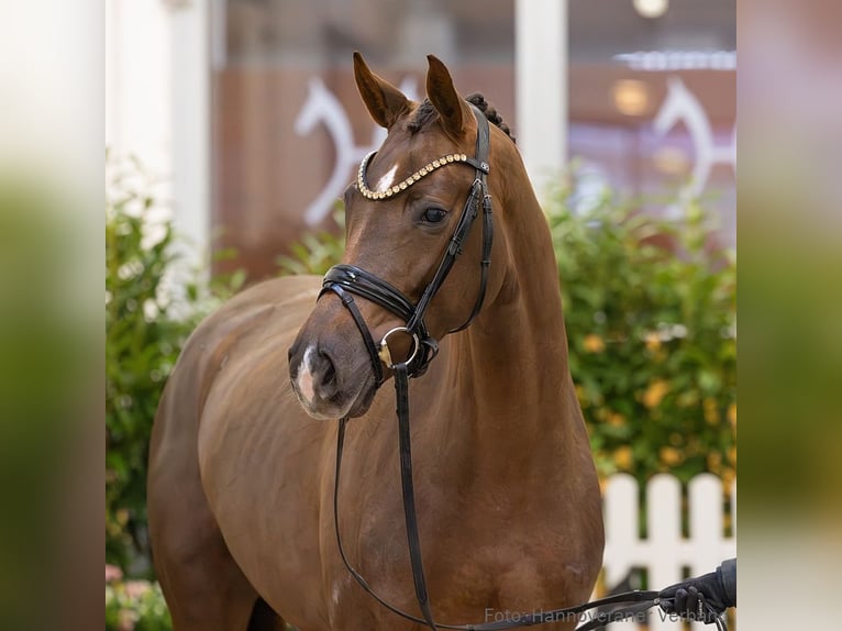 Hanoverian Mare 5 years 16,1 hh Chestnut in Verden