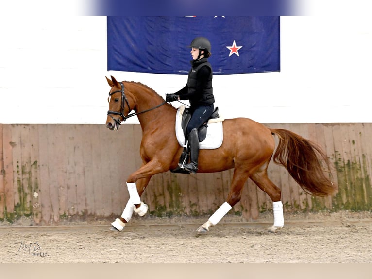 Hanoverian Mare 5 years 16,1 hh Chestnut-Red in Kutenholz