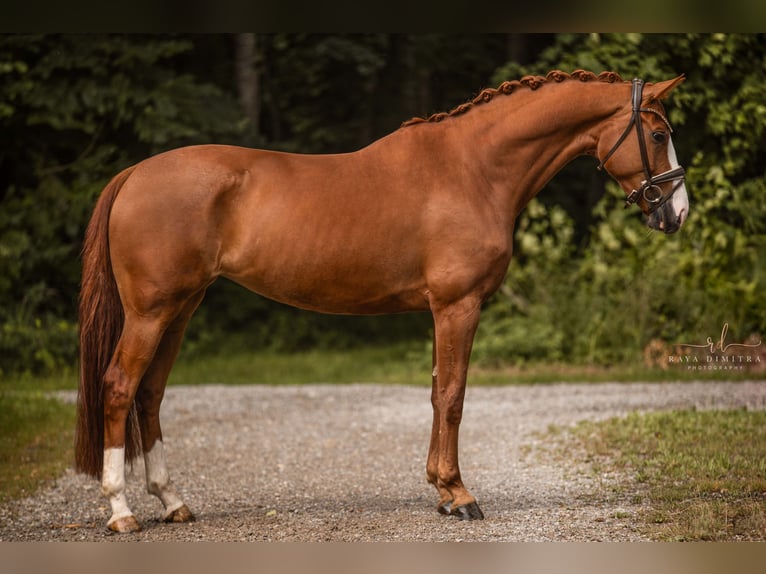Hanoverian Mare 5 years 16,1 hh Chestnut-Red in Wehringen