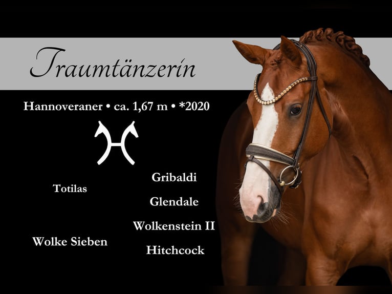 Hanoverian Mare 5 years 16,1 hh Chestnut-Red in Wehringen