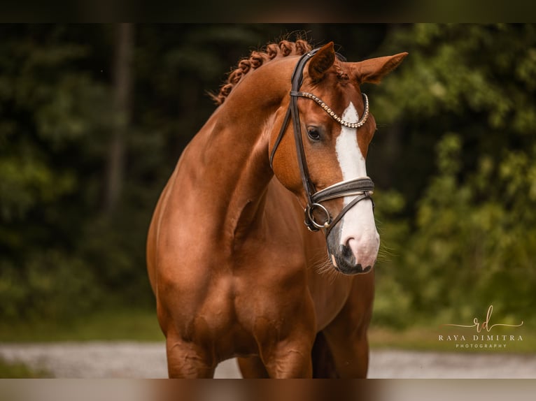 Hanoverian Mare 5 years 16,1 hh Chestnut-Red in Wehringen