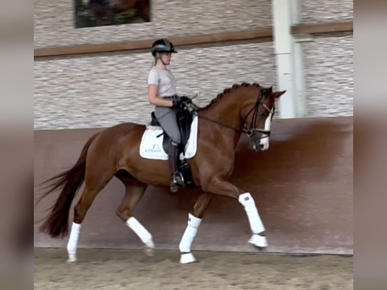 Hanoverian Mare 5 years 16,1 hh Chestnut-Red in Wehringen