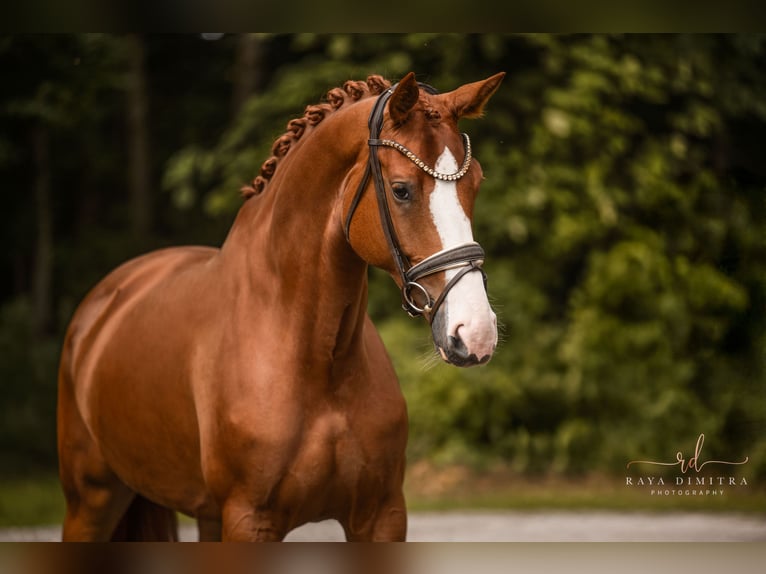 Hanoverian Mare 5 years 16,1 hh Chestnut-Red in Wehringen