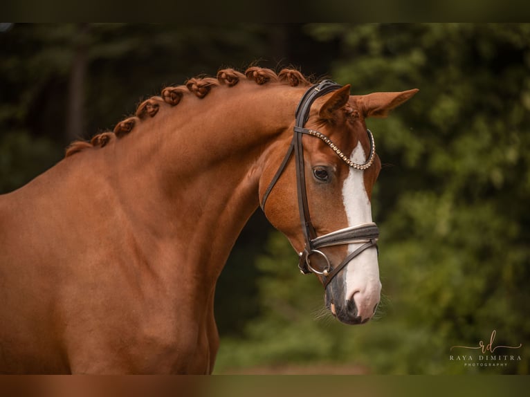 Hanoverian Mare 5 years 16,1 hh Chestnut-Red in Wehringen