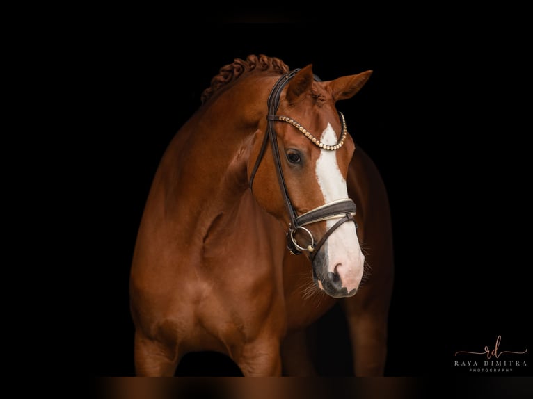 Hanoverian Mare 5 years 16,1 hh Chestnut-Red in Wehringen