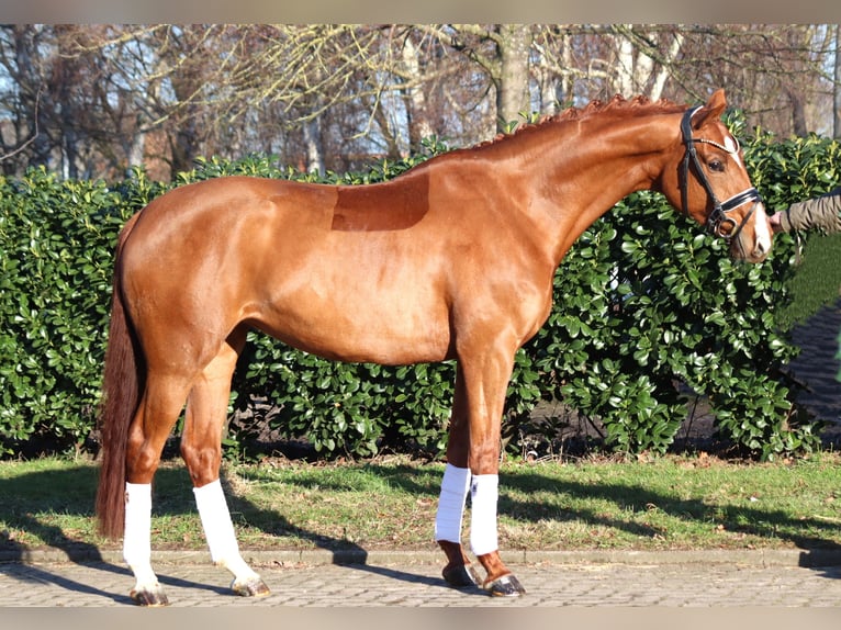 Hanoverian Mare 5 years 16,1 hh Chestnut-Red in Selsingen