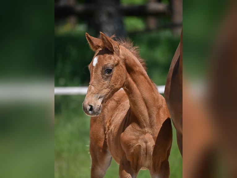 Hanoverian Mare 5 years 16,1 hh Chestnut-Red in Weil