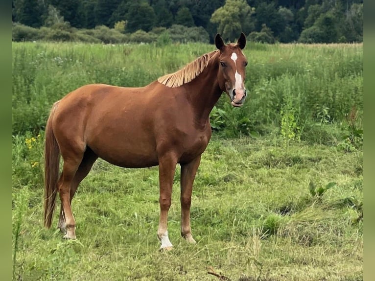 Hanoverian Mare 5 years 16,1 hh Chestnut-Red in Saarmund