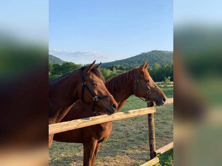 Hanoverian Mare 5 years 16,1 hh Chestnut-Red in Langelsheim