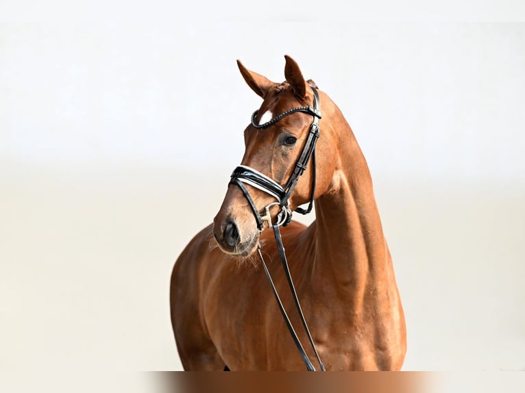 Hanoverian Mare 5 years 16,1 hh Chestnut-Red in Saerbeck