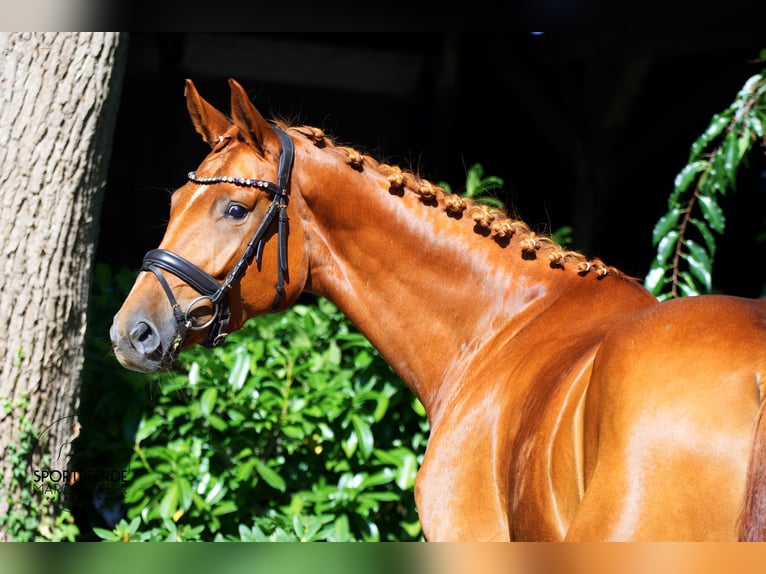 Hanoverian Mare 5 years 16,1 hh Chestnut-Red in Schapen