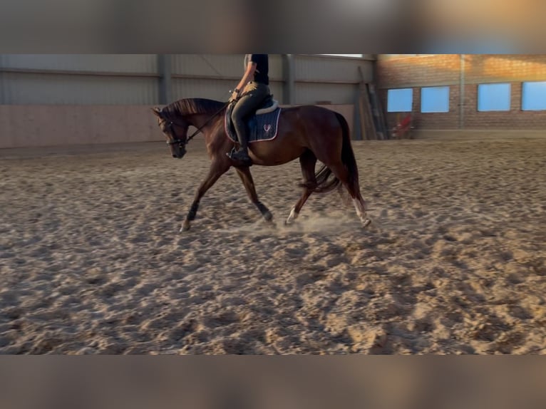 Hanoverian Mare 5 years 16,1 hh Chestnut-Red in Z&#xFC;lpich