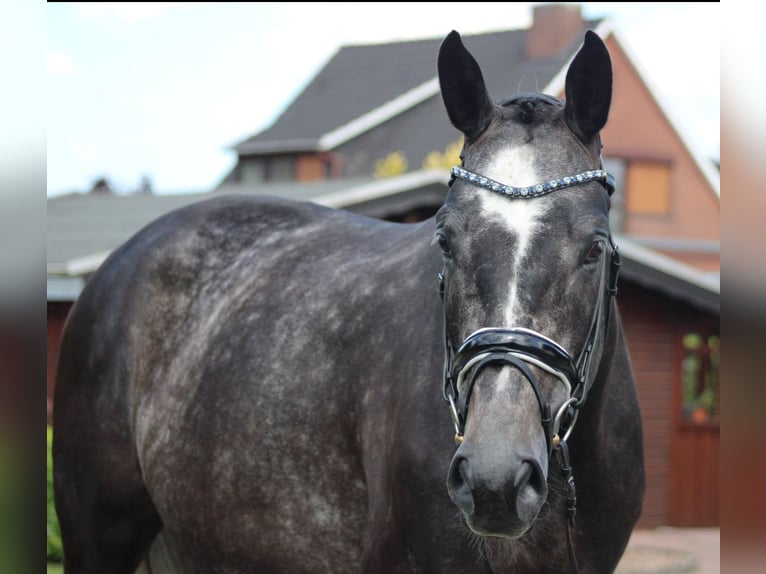 Hanoverian Mare 5 years 16,1 hh Gray-Dapple in Deinstedt