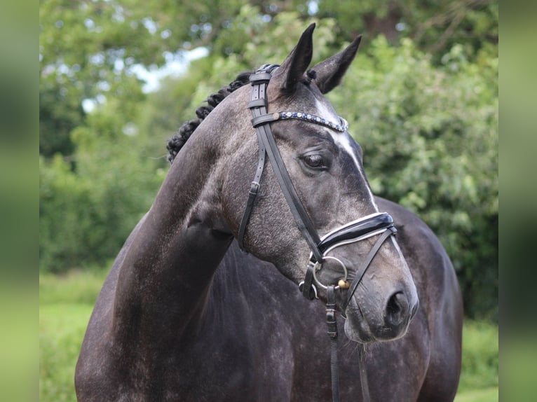 Hanoverian Mare 5 years 16,1 hh Gray-Dapple in Deinstedt