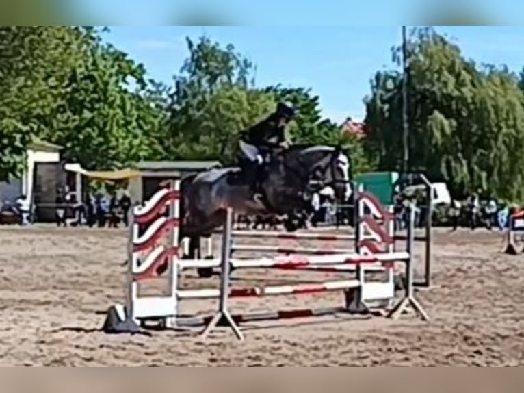 Hanoverian Mare 5 years 16,1 hh Gray-Dark-Tan in Braunschweig