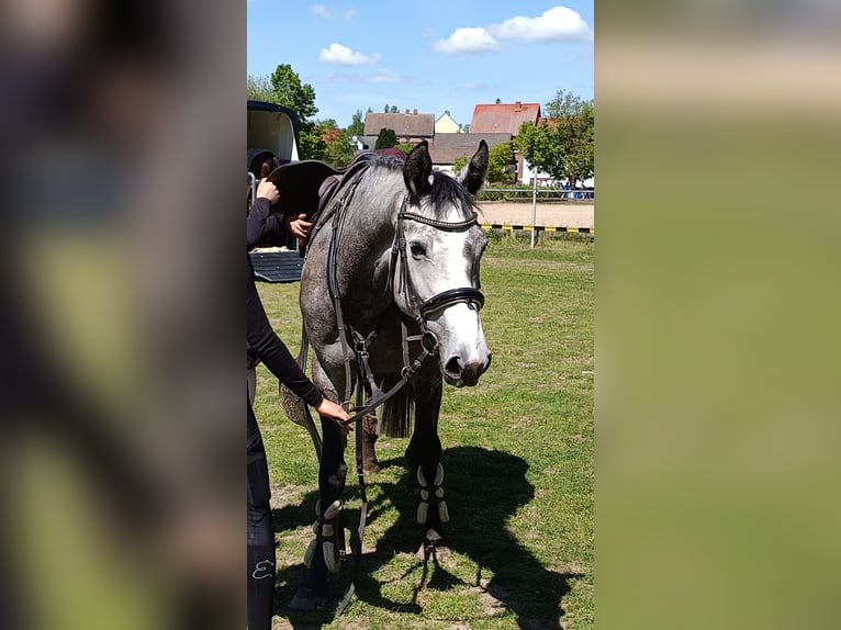 Hanoverian Mare 5 years 16,1 hh Gray-Dark-Tan in Braunschweig