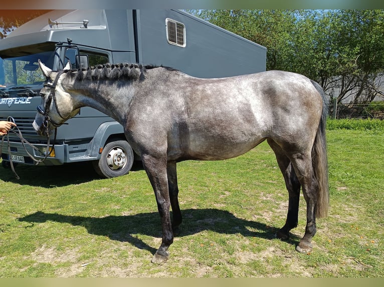 Hanoverian Mare 5 years 16,1 hh Gray-Dark-Tan in Braunschweig