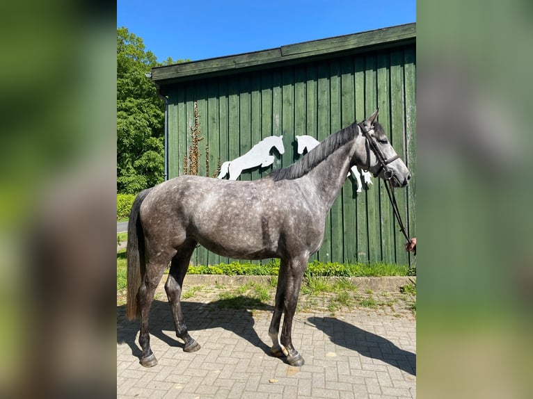 Hanoverian Mare 5 years 16,1 hh Gray in B&#xF6;tersen