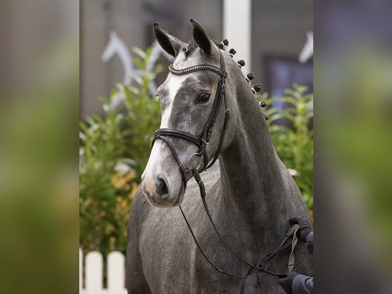 Hanoverian Mare 5 years 16,1 hh Grey-Blue-Tan in Worms