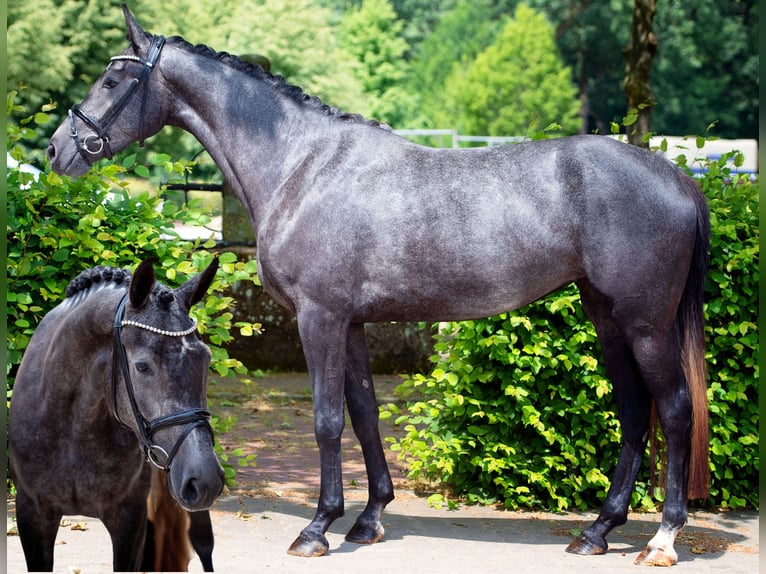 Hanoverian Mare 5 years 16,1 hh Grey-Dapple in Dentlein am Forst