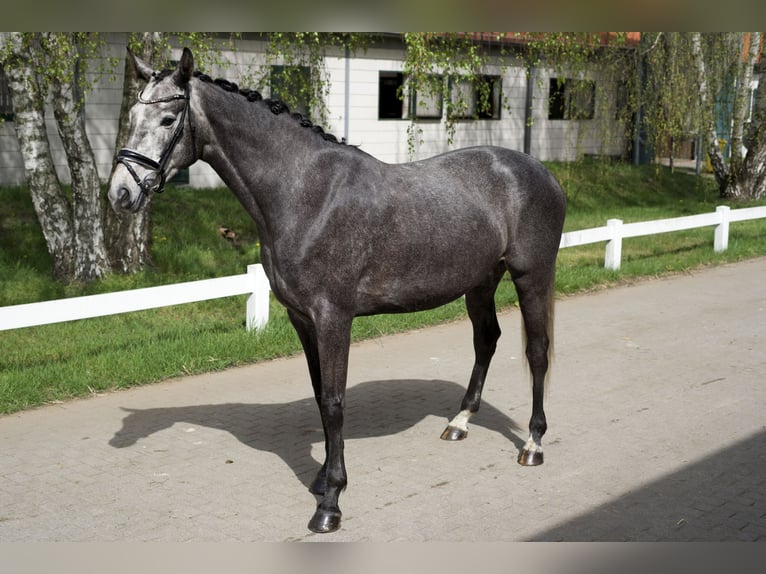 Hanoverian Mare 5 years 16,1 hh Grey in Gro&#xDF; Kreutz