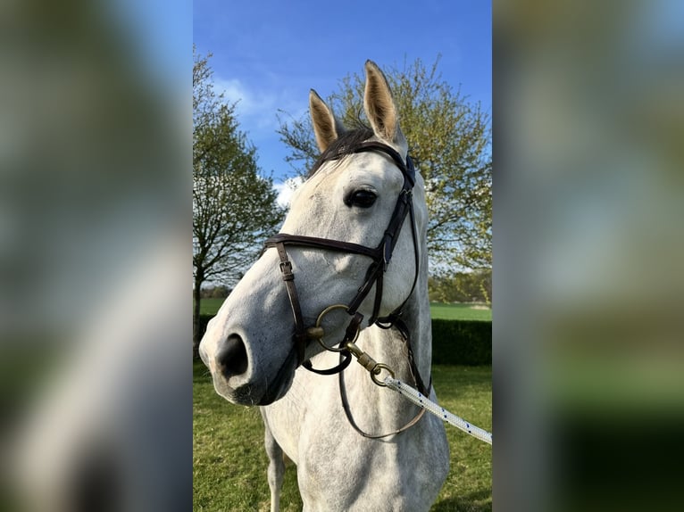 Hanoverian Mare 5 years 16,1 hh Grey in Oststeinbek