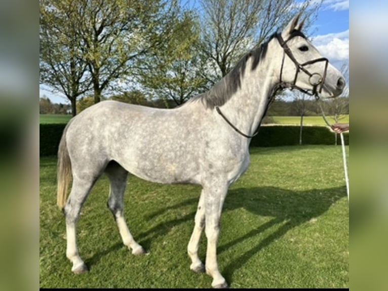 Hanoverian Mare 5 years 16,1 hh Grey in Oststeinbek