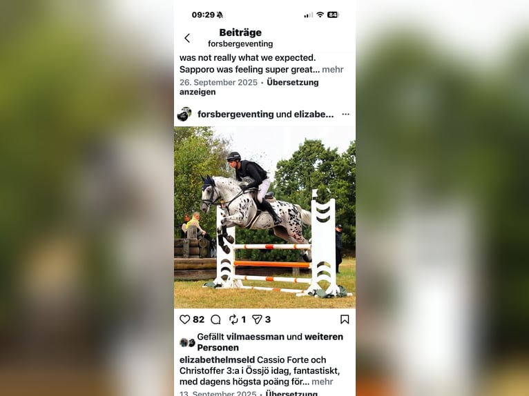 Hanoverian Mare 5 years 16,1 hh Grey in Oststeinbek