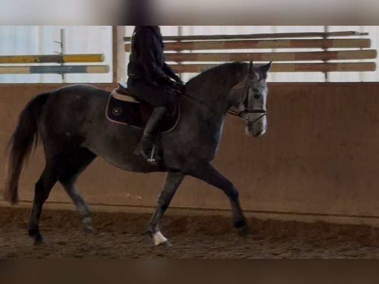 Hanoverian Mare 5 years 16,1 hh Grey in Oerel