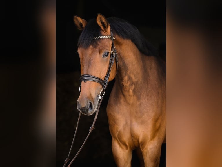 Hanoverian Mare 5 years 16,1 hh in Duszniki