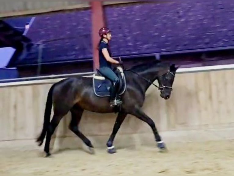 Hanoverian Mare 5 years 16,1 hh Smoky-Black in Böheimkirchen