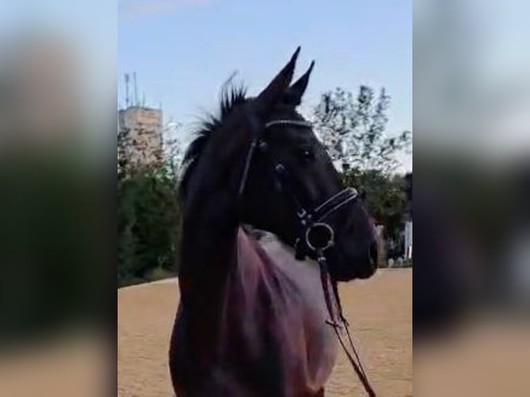 Hanoverian Mare 5 years 16,1 hh Smoky-Black in Böheimkirchen