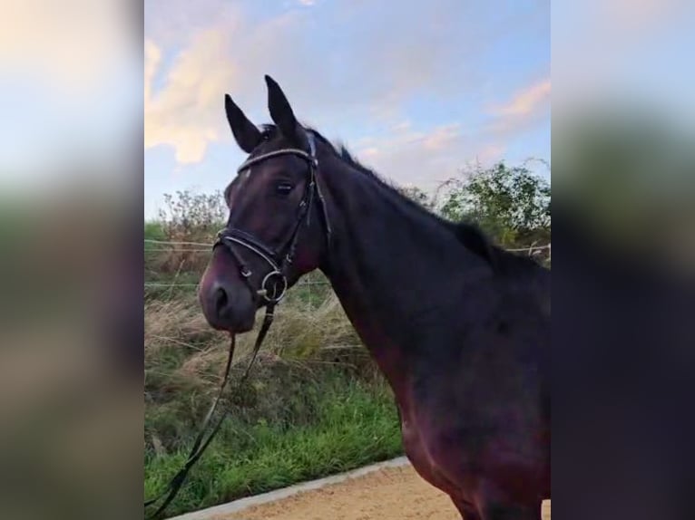 Hanoverian Mare 5 years 16,1 hh Smoky-Black in Böheimkirchen