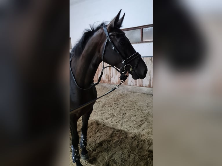 Hanoverian Mare 5 years 16,1 hh Smoky-Black in Böheimkirchen