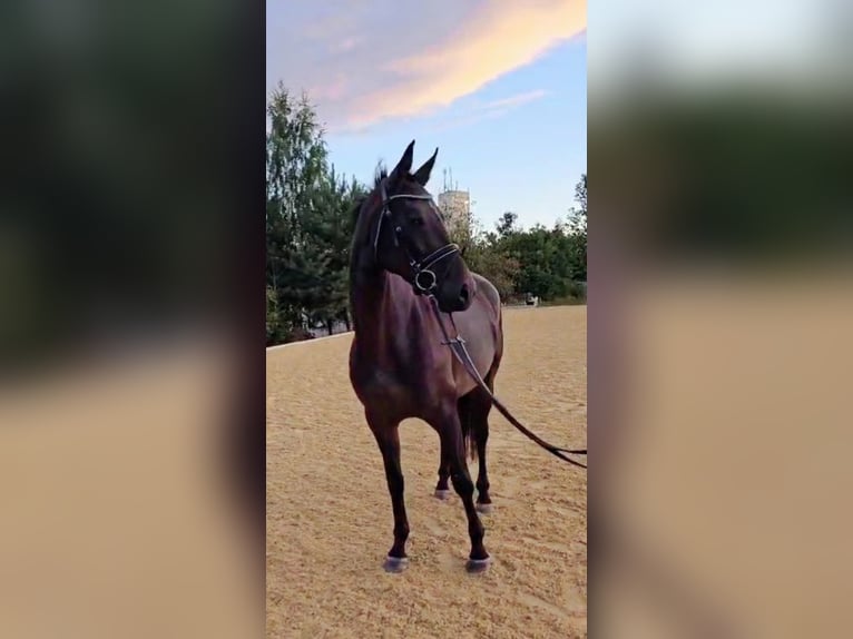 Hanoverian Mare 5 years 16,1 hh Smoky-Black in Böheimkirchen
