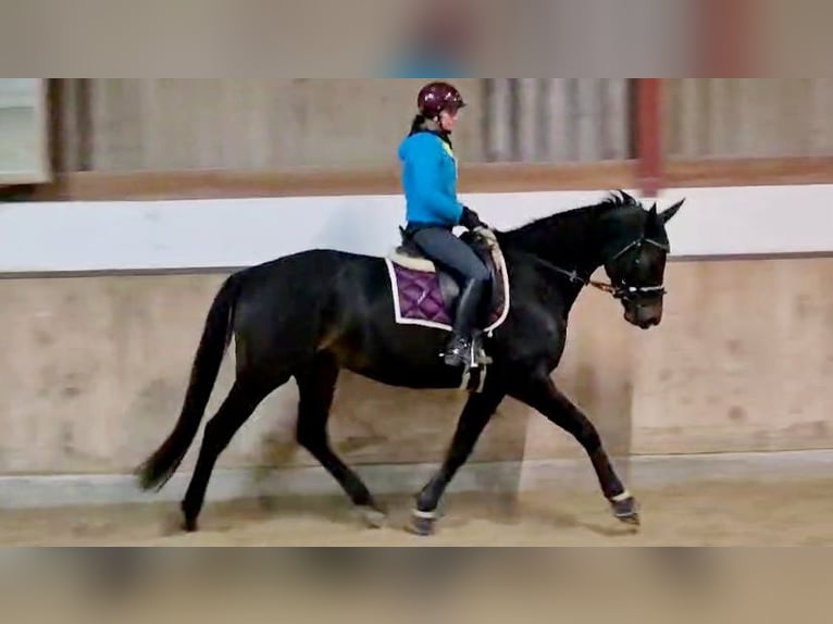 Hanoverian Mare 5 years 16,1 hh Smoky-Black in Böheimkirchen