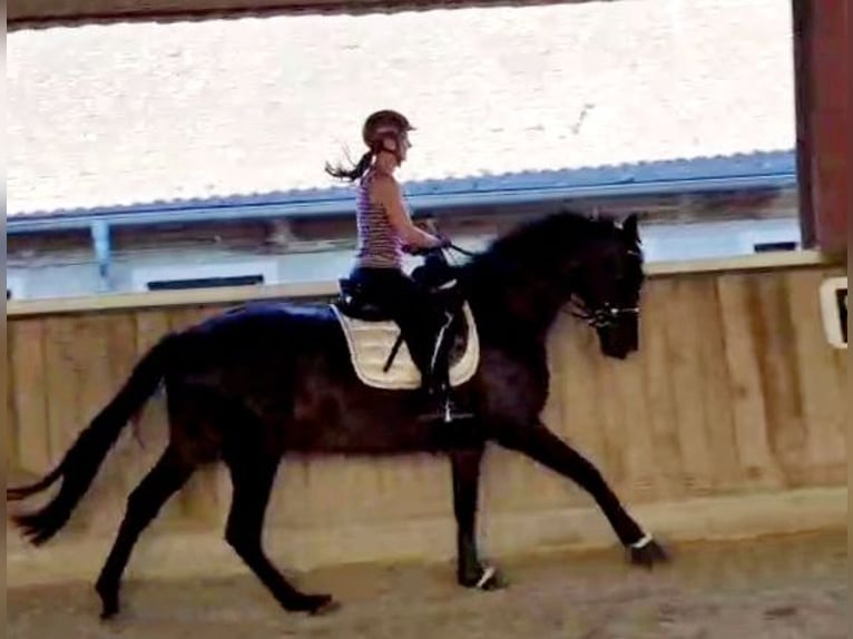 Hanoverian Mare 5 years 16,1 hh Smoky-Black in Böheimkirchen